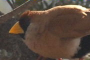 Masked Finch (Poephila personata)